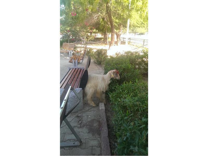 مراسم قرباني